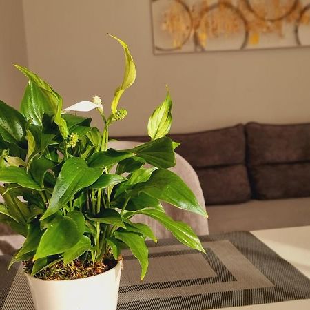 Comfy Apartment- Sunny Balcony 地拉那 外观 照片