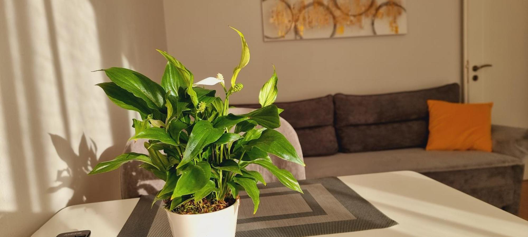 Comfy Apartment- Sunny Balcony 地拉那 外观 照片