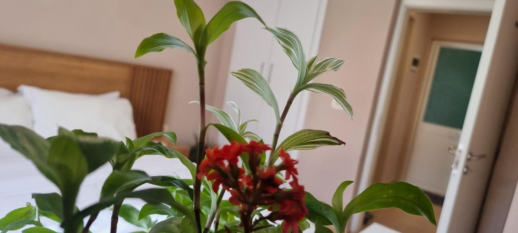 Comfy Apartment- Sunny Balcony 地拉那 客房 照片